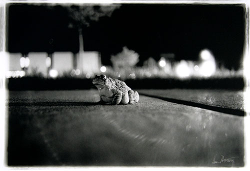 Apathetic Toad photo
